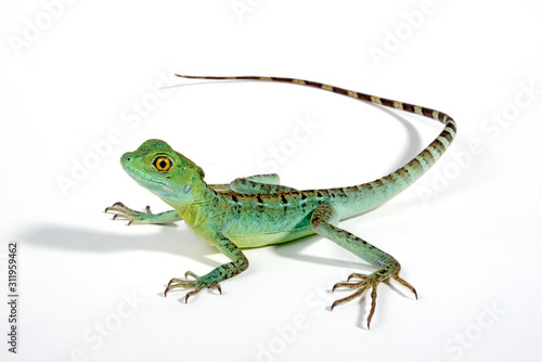 Stirnlappenbasilisk (Basiliscus plumifrons) - Jesus Christ lizard, Plumed basilisk, green basilisk photo