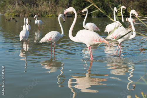 Pink flamingo of the Camargue  France