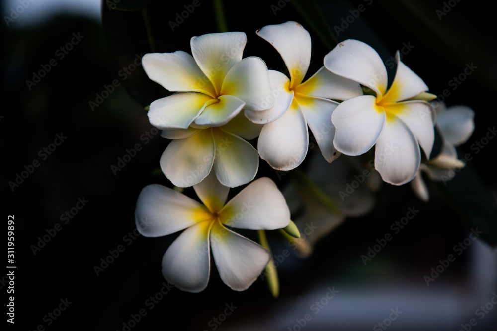 Fototapeta premium Beautiful white and yellow Plumeria flowers on dark background