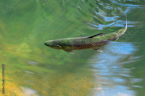 The rainbow trout (Oncorhynchus mykiss) in the lake.The rainbow trout (Oncorhynchus mykiss) in the lake.Trout in the green water of a mountain lake. Big brown trout swimming in blue green water  photo