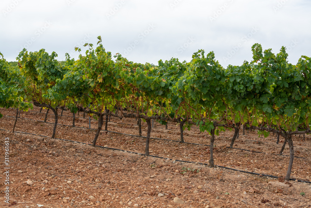 Landscape with famous sweet sherry wine pedro ximenez grape vineyards in Montilla-Moriles region, Andalusia, Spain, near Montemayor