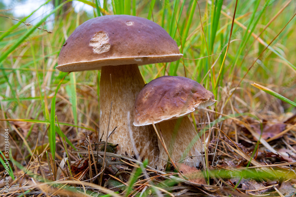 Edible forest mushroom Boletus Edulis or porcini fungus, tasty vegetarian food Edible forest mushroom Boletus Edulis or porcini fungus, tasty vegetarian food