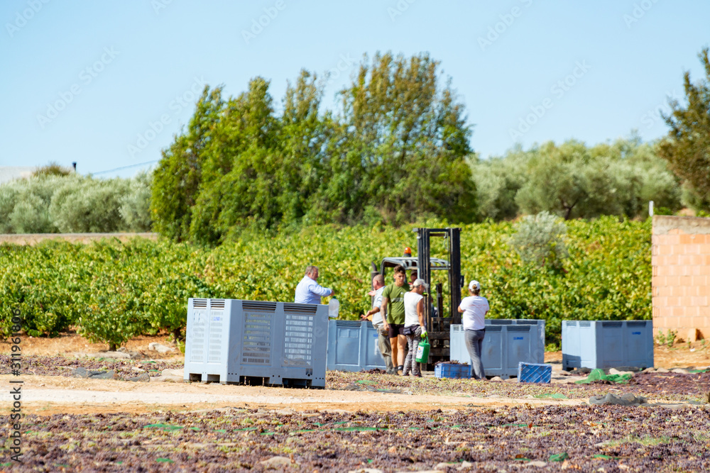 Drying of sweet wine pedro ximenez grapes under hot sun in Montilla-Moriles wine region, Andalusia, Spain