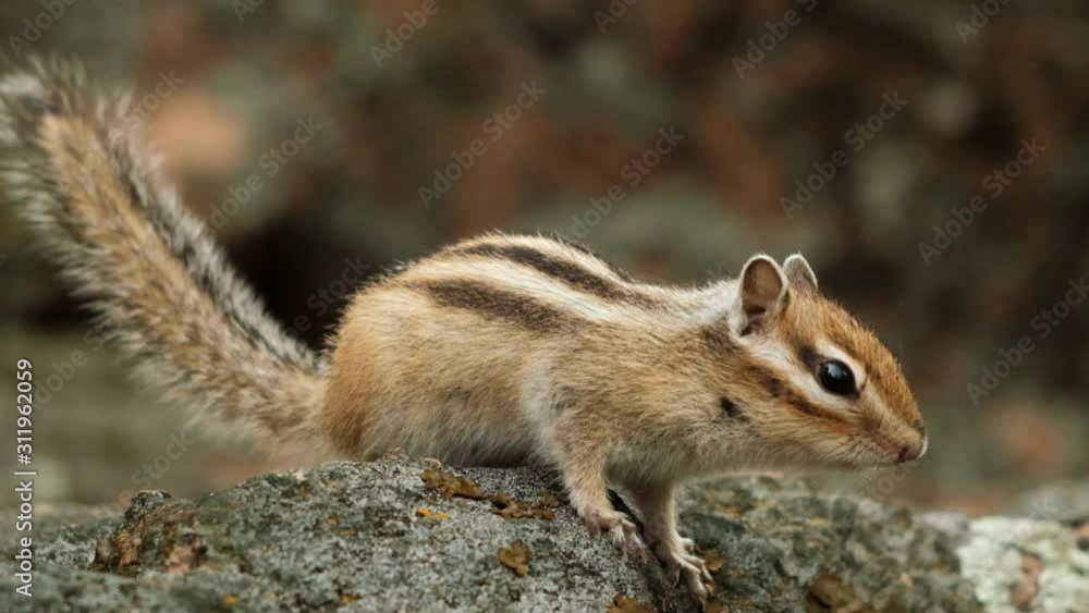 Close-up of a little curious Chipmunk looking at the camera. Slow motion. Close-up of a little curious Chipmunk looking at the camera. Slow motion.