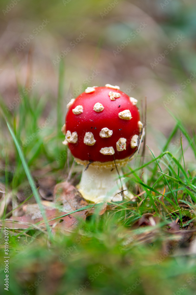 Red amanita unedible toxic forest mushroom Red amanita unedible toxic forest mushroom