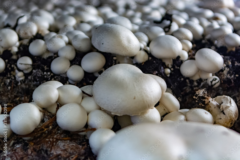 White champignon mushrooms growing in dark grotten on champignons farm White champignon mushrooms growing in dark grotten on champignons farm