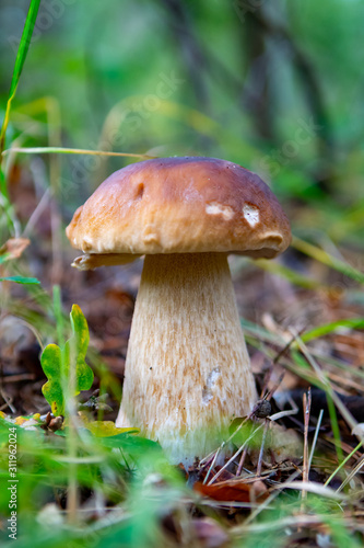 Edible forest mushroom Boletus Edulis or porcini fungus, tasty vegetarian food