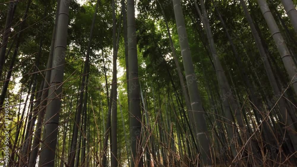 Sagano Bamboo Grove, Arashiyama, Japan. Pan across deep bamboo forest in Japan