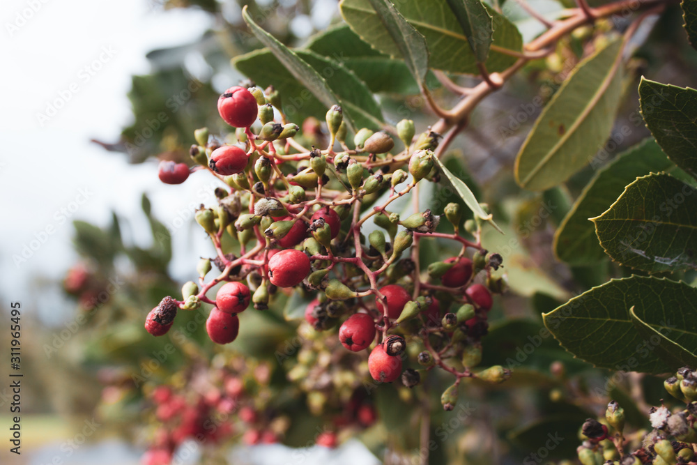 Red berries on a tree Red berries on a tree