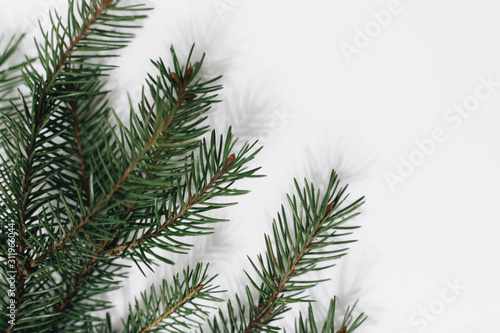 Christmas tree branch on a white background