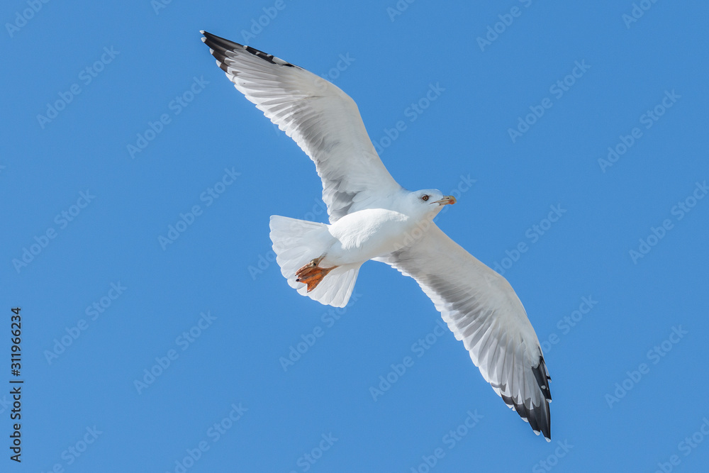 Seagull flying above the sea on the blue sky baclground Seagull flying above the sea on the blue sky baclground