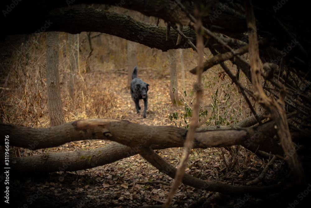 Naklejka premium park dog