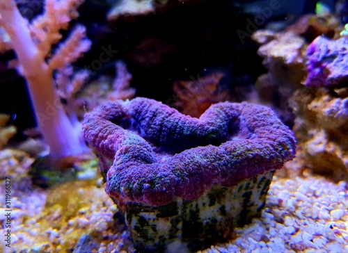 Tricolor Aussie Lobophyllia LPS coral