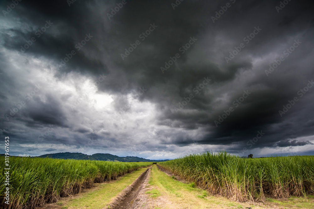 Storm clouds over cane fields