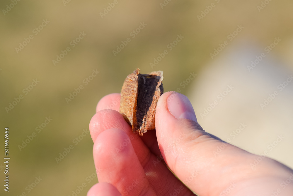 Fototapeta premium Pile of mantis in the human hand. Inspection ootheca. The eggs o