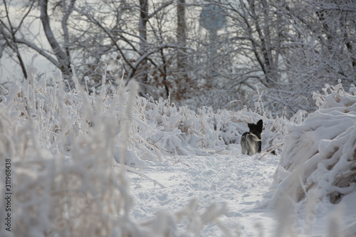 snow dogs © Steve