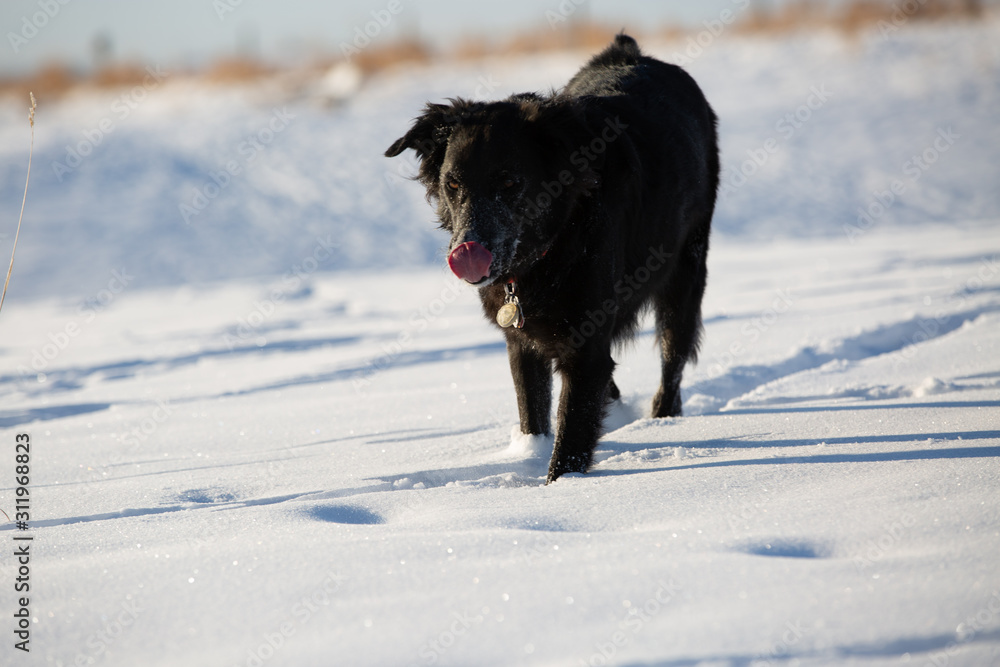 Naklejka premium dog in the snow