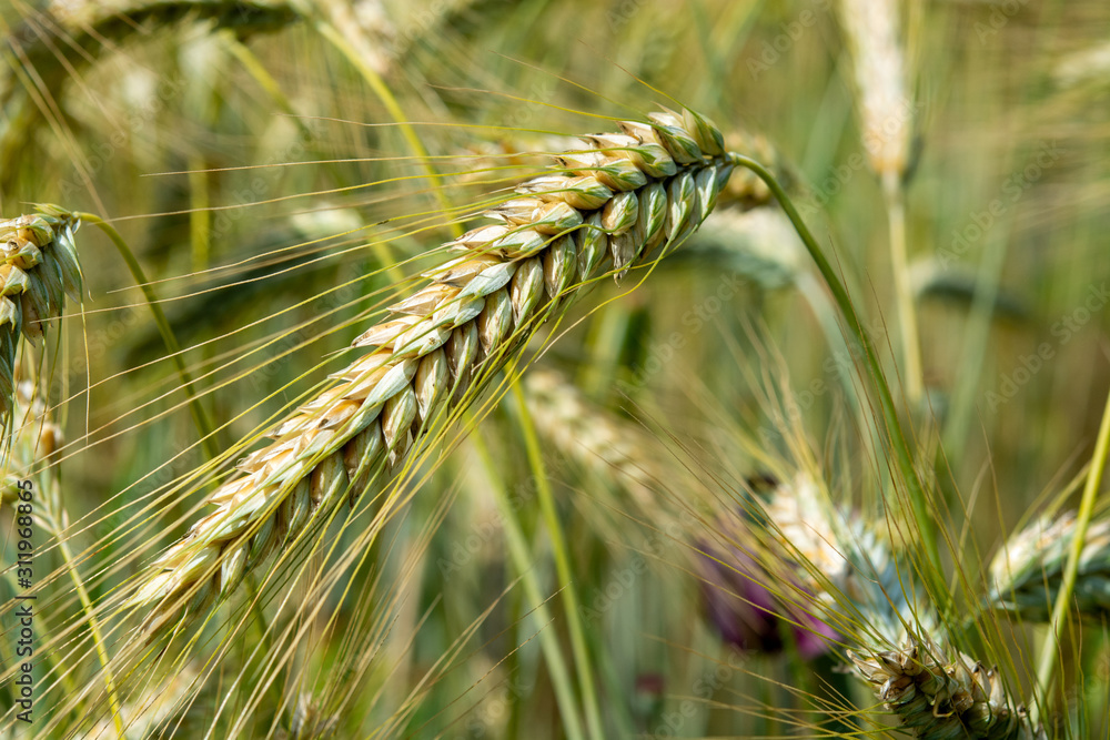 Fototapeta premium Ripe golden rye spikes on farm field