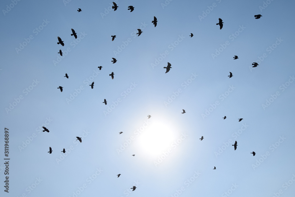 Silhouette of a flock of blackbird flying through a surreal even Silhouette of a flock of blackbird flying through a surreal even