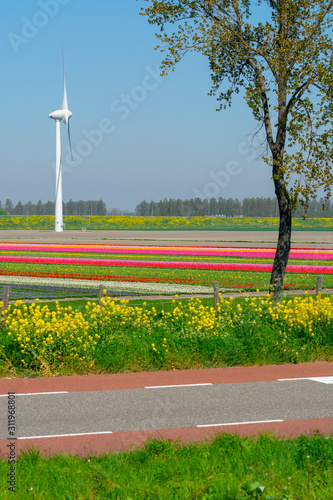 Landscape with blossoming tulip fields, mills, bicycle path and highway, Dutch lifestyle photo