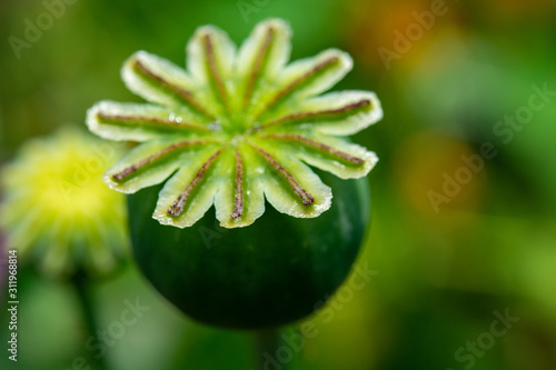 Opium poppy seeds green capsule close up