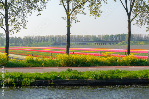 Landscape with blossoming tulip fields, mills, bicycle path and highway, Dutch lifestyle photo