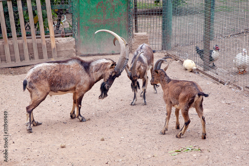 goats on farm