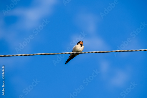 Swallows on the wires. Swallows against the blue sky. The swallo photo