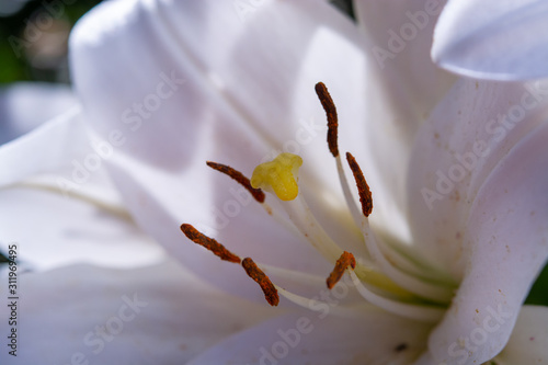 White lilium lily flowers  symbol of love and innocence
