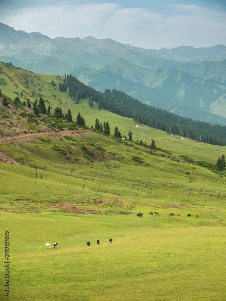 Mountain nature landscape with grassy green meadows and grazing cattle and horses