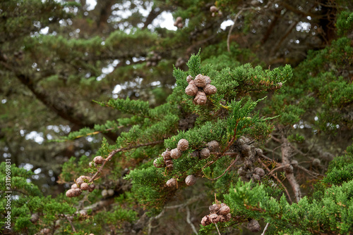 Young pine cones in a Monterey Cypress tree on the california coast