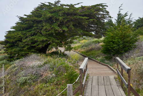 Windswept monterey cypress forms a tunnel over the walking path along the beach in Cambria california