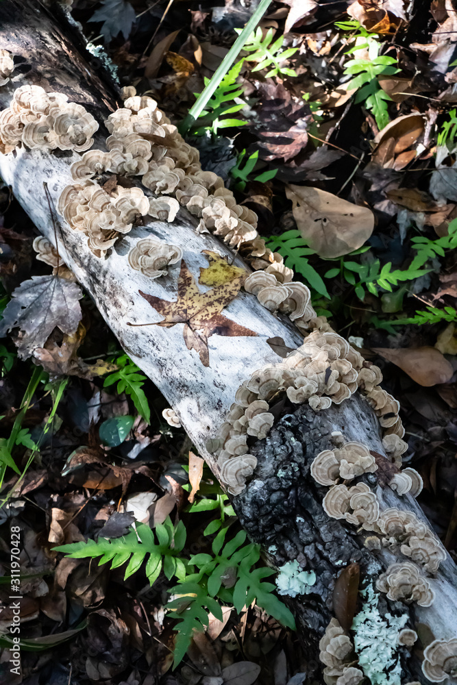 The Beautiful and Complex Forest Floor Ecosystems The Beautiful and Complex Forest Floor Ecosystems