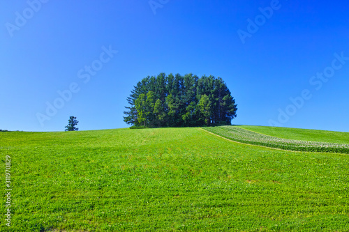 初夏の北海道、美瑛町にあるマイルドセブンの木