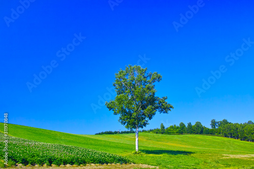 初夏の北海道、美瑛町にある白樺の木と草原