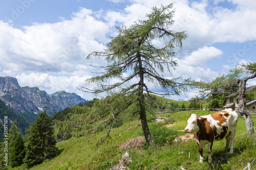 Mountain landscape with cow in foreground, Italian alps