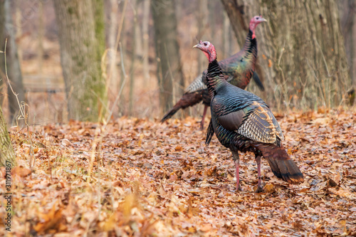 Wild turkeys in forest