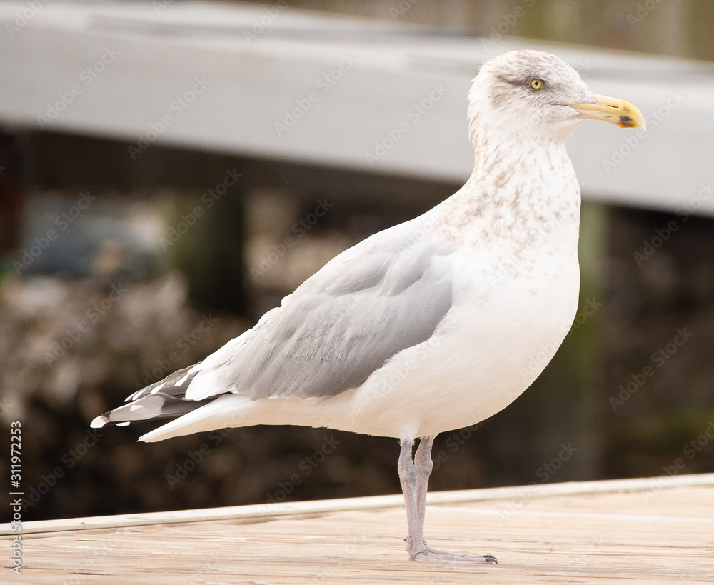 Obraz premium Ocean Views from the Boat in the Topsail Inlet