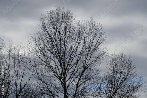 ash trees against gray and blue sky © Klyd