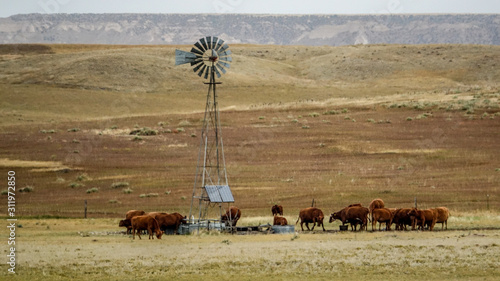 herd of cows grazing in field