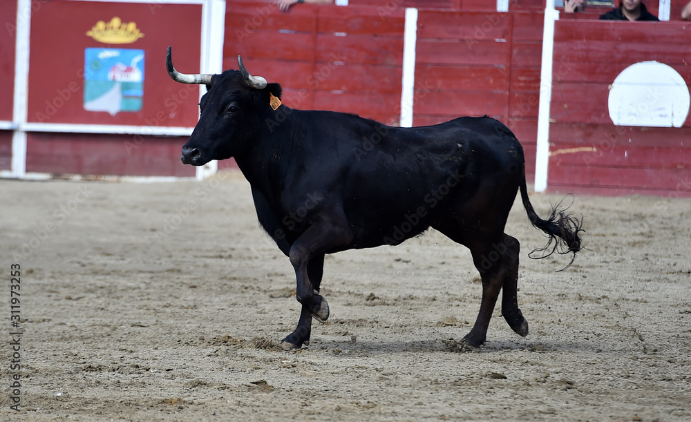 un toro español con grandes cuernos un toro español con grandes cuernos