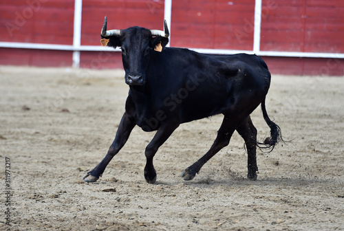 toro español con grandes cuernos en una plaza de toros