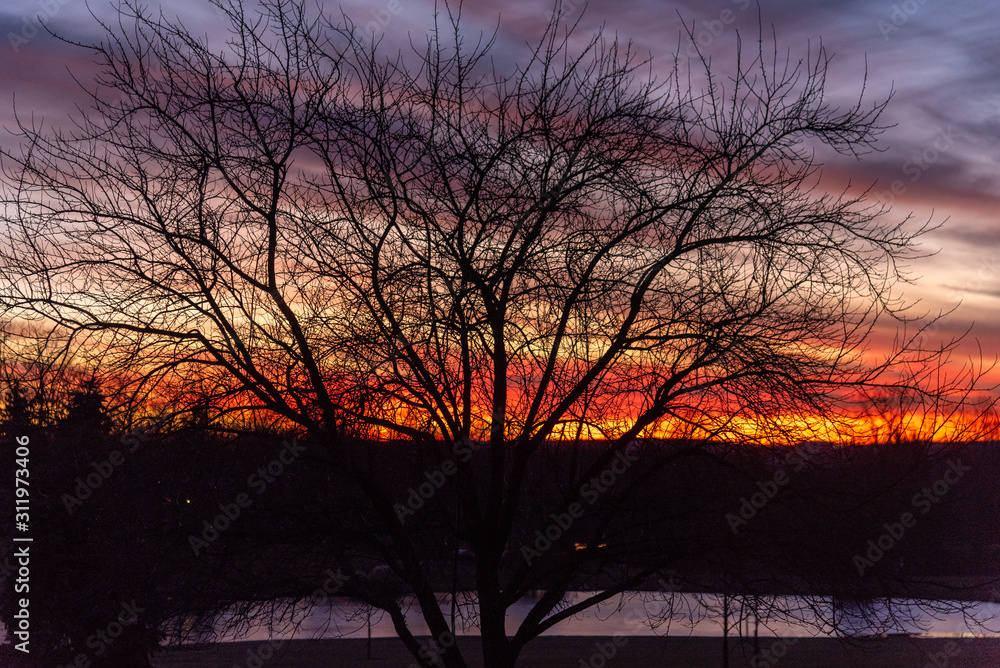 Silhouette of bare trees in sunset in fall Silhouette of bare trees in sunset in fall