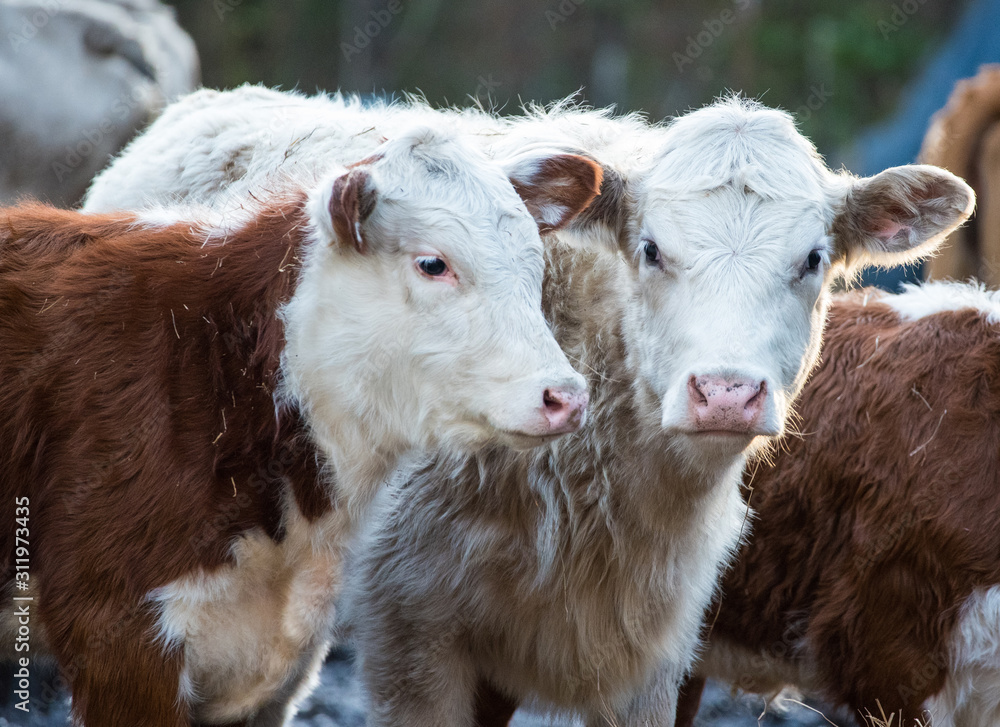 Fototapeta premium Cattle in Rural NC