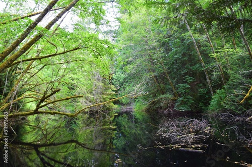Grand Forest, Bainbridge Island, Washington