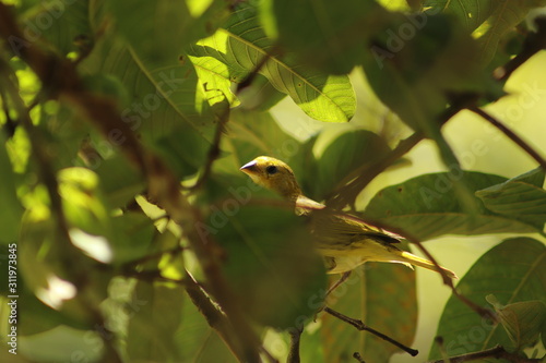 bird on branch