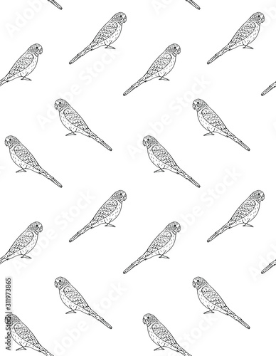 Vector seamless pattern of hand drawn doodle sketch budgie parrot isolated on white background