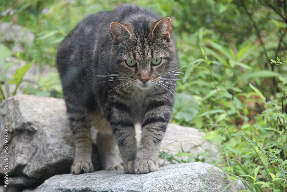 mountain cat north carolina