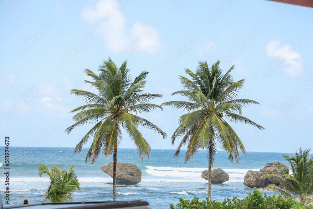 PALM TREES BEACH PALM TREES BEACH