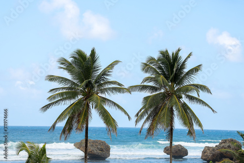 PALM TREE BEACH